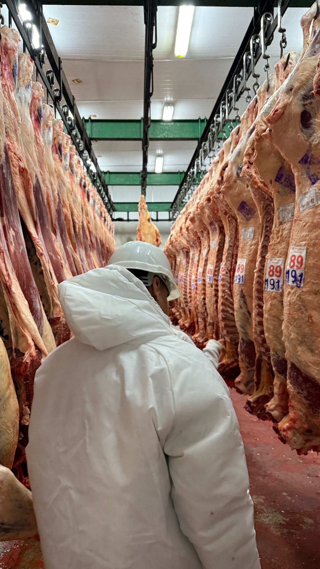Cámara de frío con medias reses