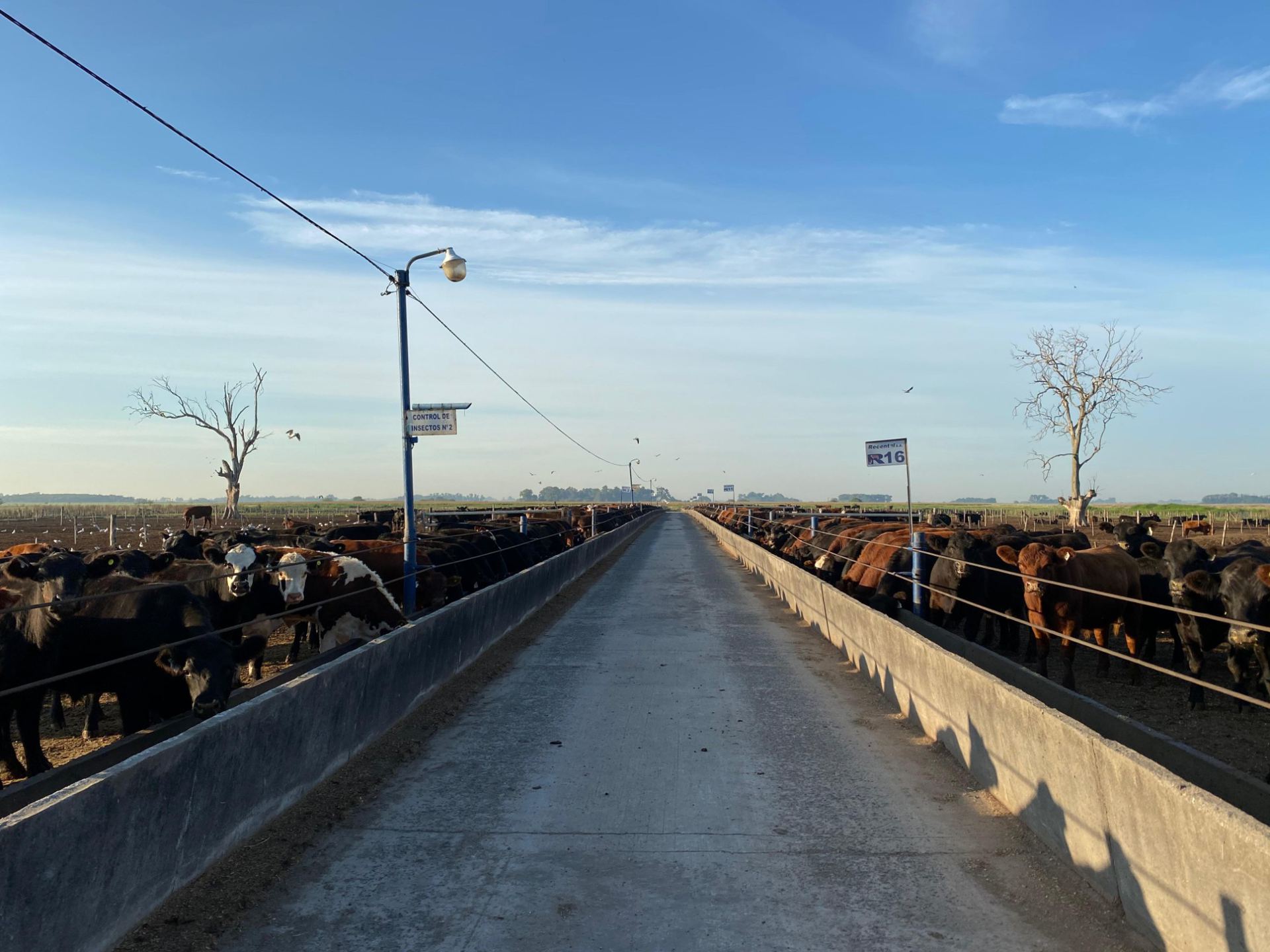Corrales del feedlot Recental en Castelli al amanecer