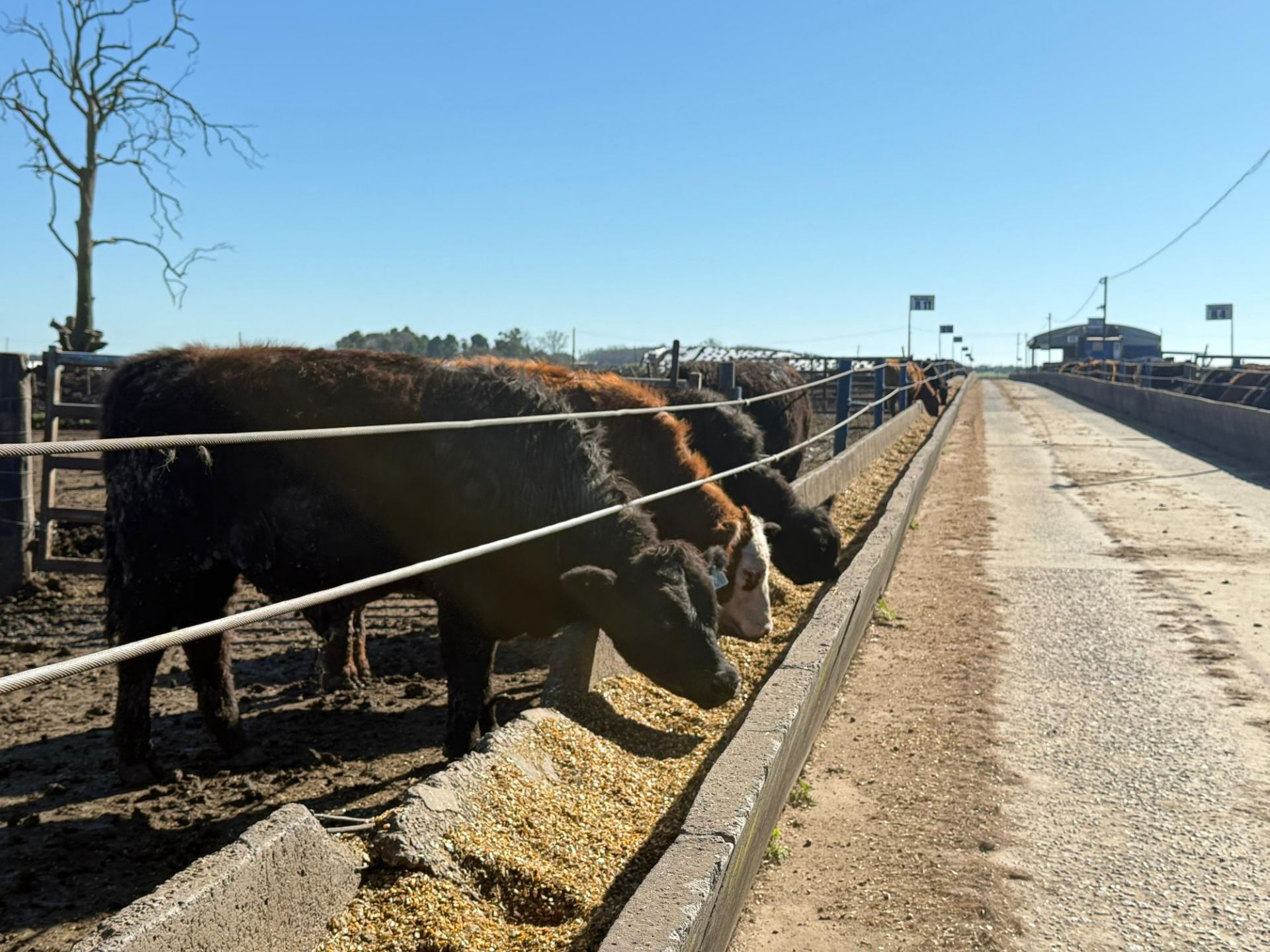 Hacienda comiendo en los comederos del feedlot